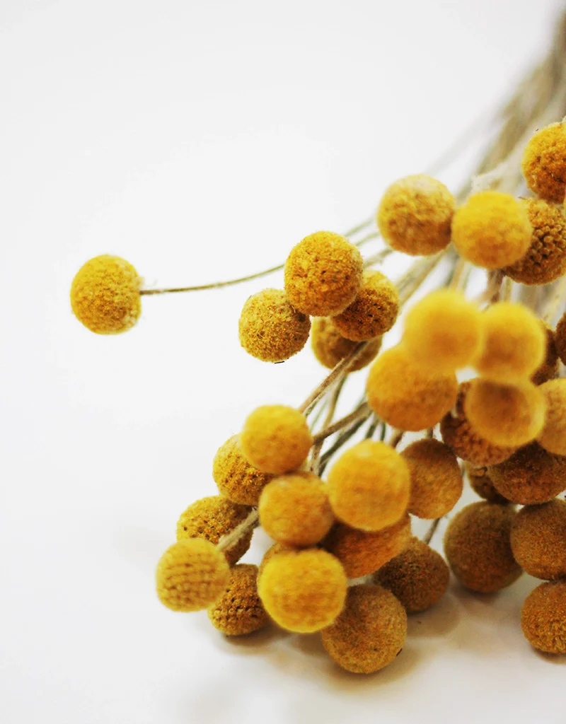 Dried Craspedia - Yellow, 25 stems, 50cm - Image 3