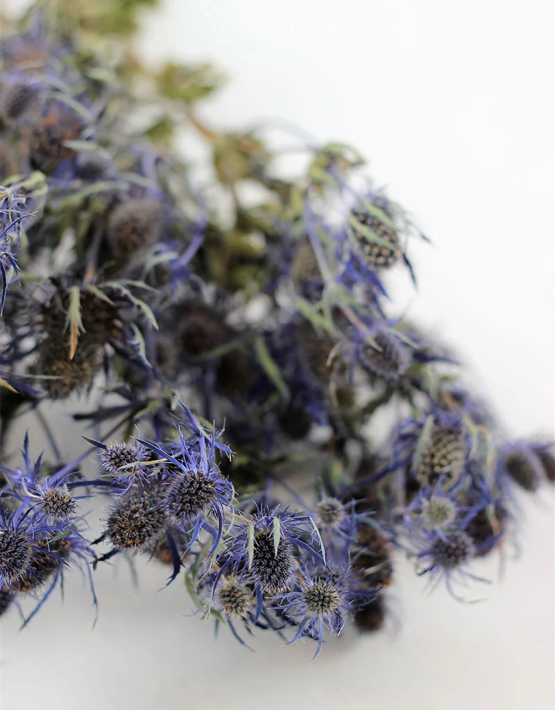 Dried Eryngium Thistle - Blue Bunch Sleeved, 5 Stems, 65 cm - Image 3