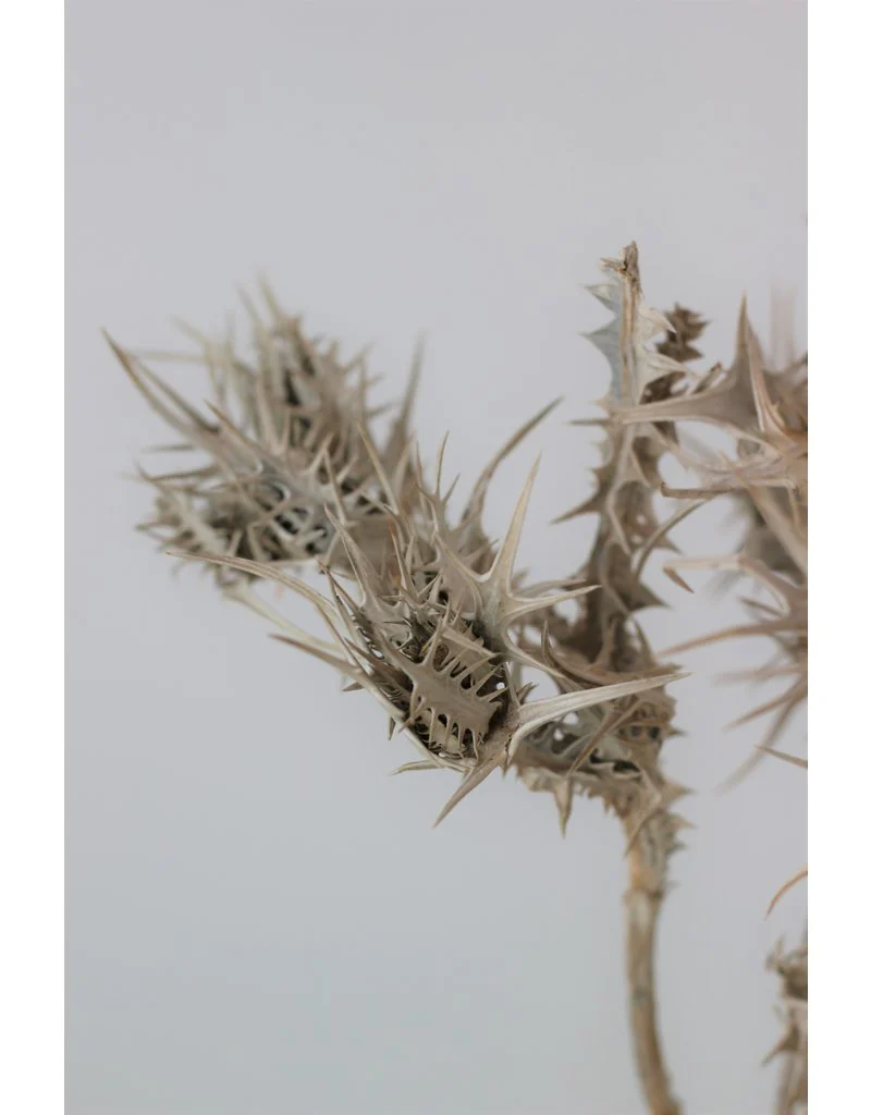 Dried Eryngium Thistle- Grey, 5 Stems, 50 cm - Image 2