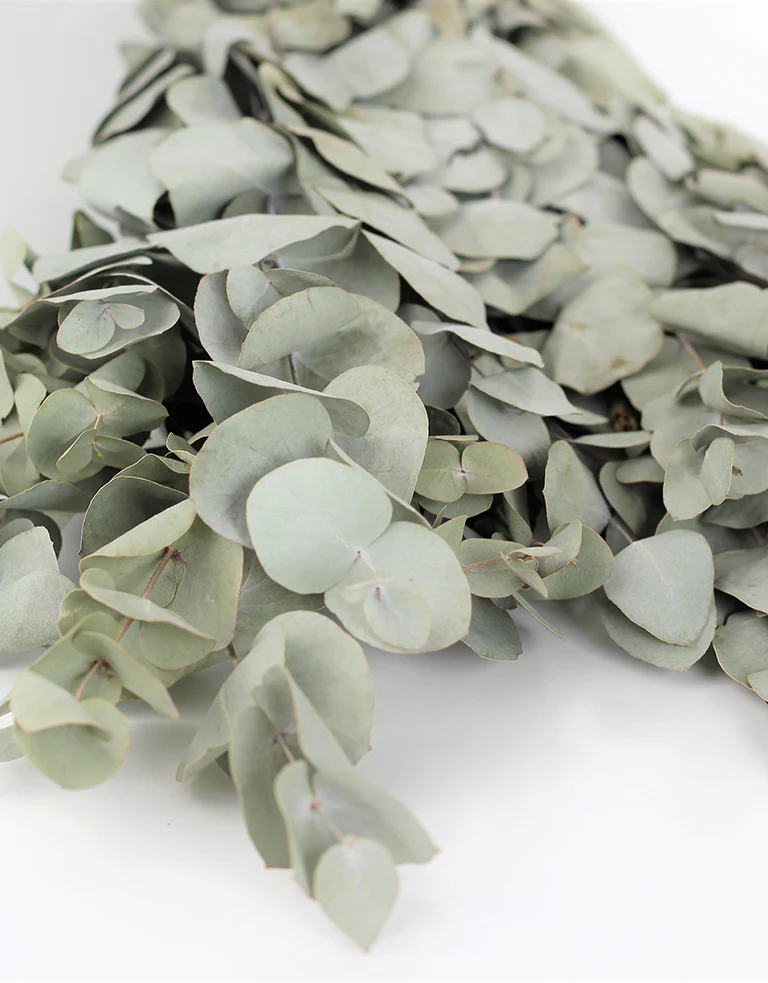 Dried Eucalyptus  Stems- Cinerea Green Bunch, 65 cm - Image 3