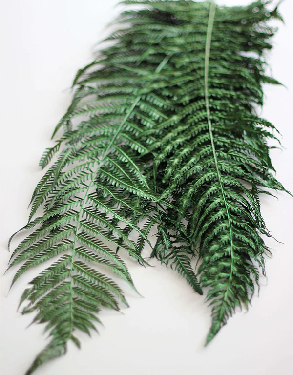 Dried Fern - Forest Green Bunch, 5 stems, 60 cm - Image 2