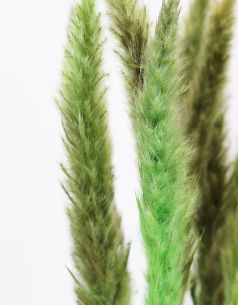 Fluffy Dried Pampas Grass - Apple Green, 10 Stems, 75 cm (Cortaderia) - Image 2