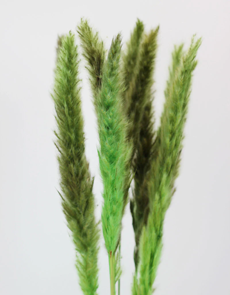 Fluffy Dried Pampas Grass - Apple Green, 10 Stems, 75 cm (Cortaderia) - Image 3