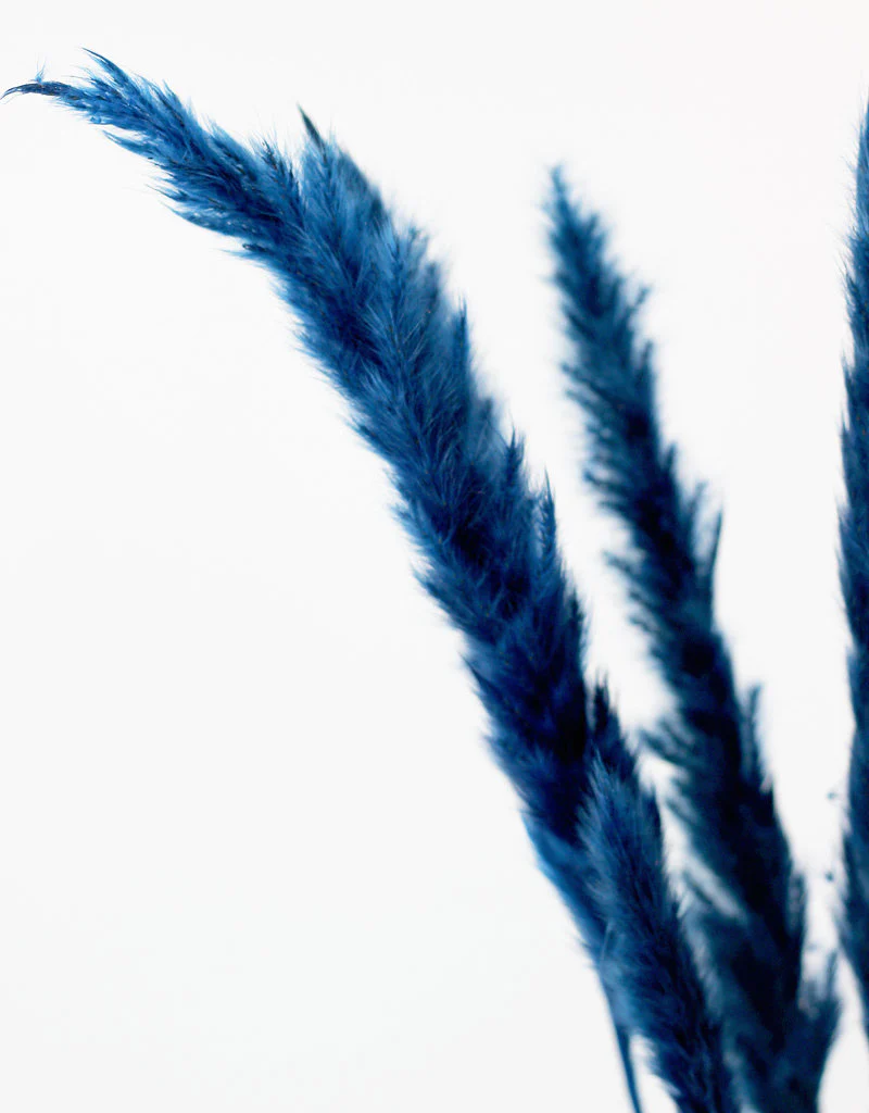 Fluffy Dried Pampas Grass - Dark Blue, 10 Stems, 75 cm (Cortaderia) - Image 3