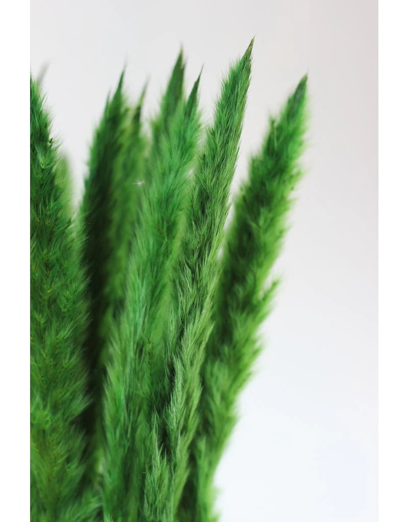 Fluffy Dried Pampas Grass - Dark green, 10 Stems, 75 cm (Cortaderia) - Image 3