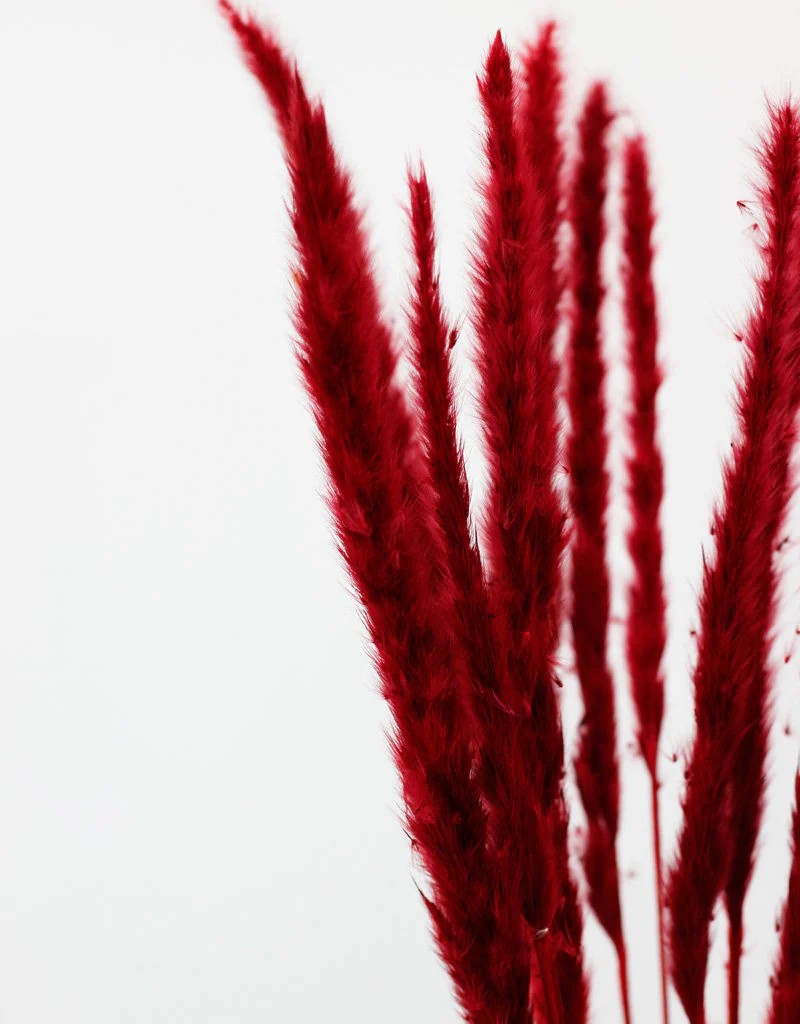 Fluffy Dried Pampas Grass - Dark Red, 10 Stems, 75 cm (Cortaderia) - Image 2