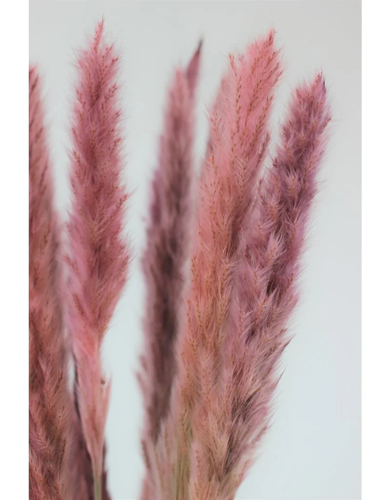 Fluffy Dried Pampas Grass - Dusky Pink, 10 Stems, 75 cm (Cortaderia) - Image 3