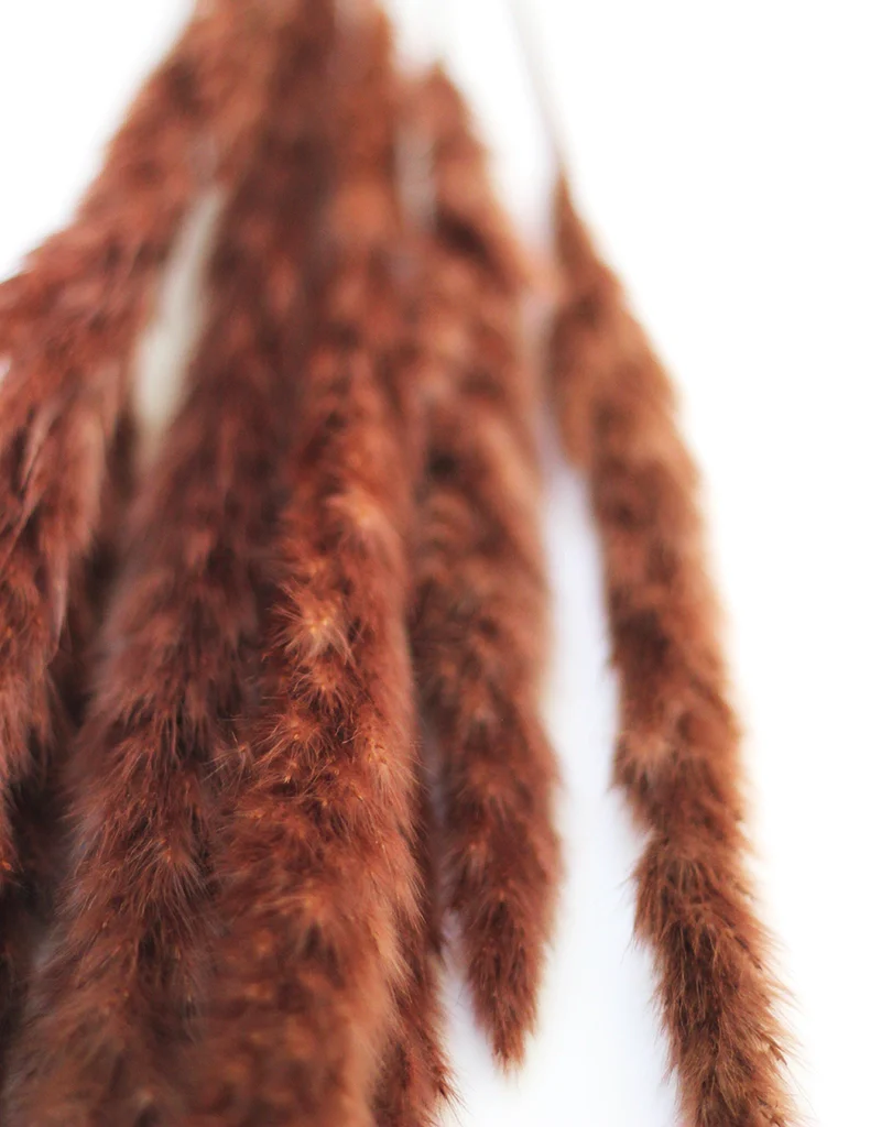 Fluffy Dried Pampas Grass - Chocolate Brown, 10 stems, 75cm - Image 3
