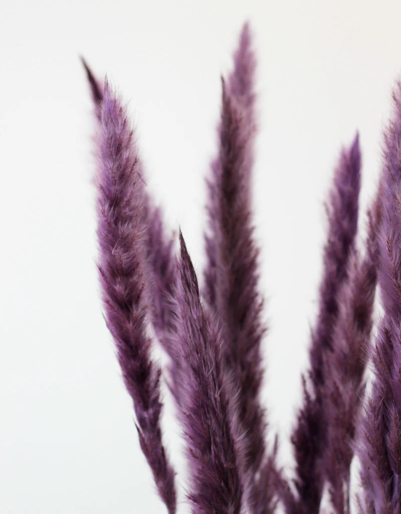Fluffy Dried Pampas Grass - Lilac, 10 Stems, 75 cm (Cortaderia) - Image 3