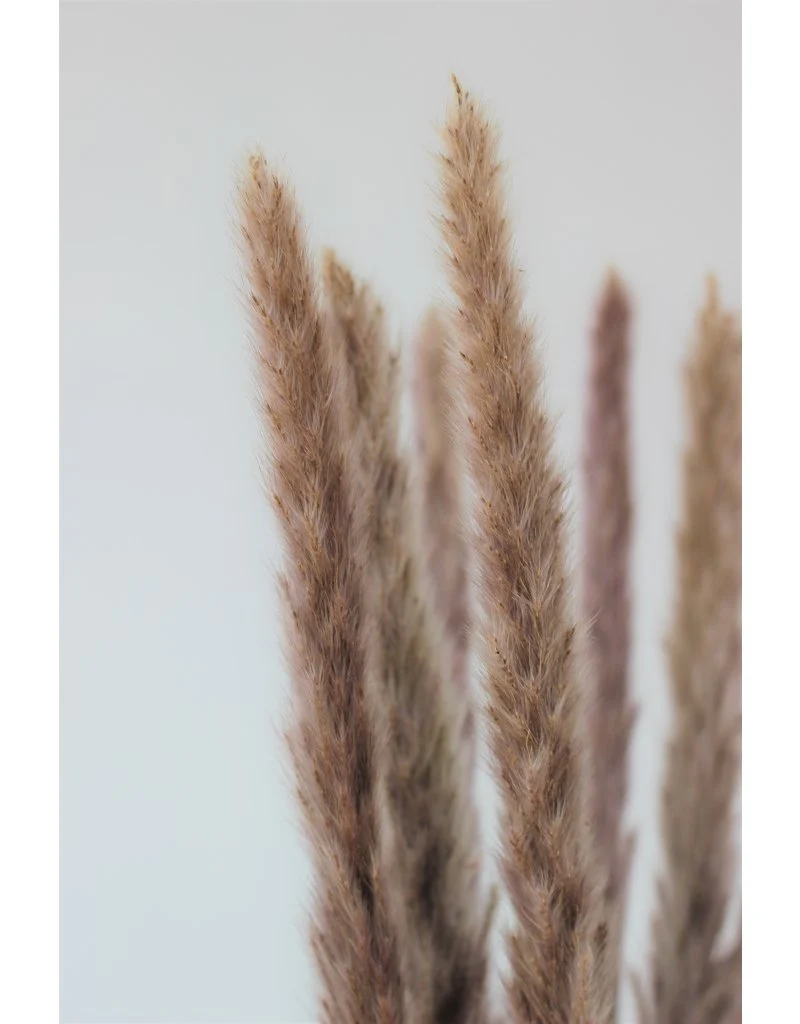 Fluffy Dried Pampas Grass - Natural, 10 Stems, 75 cm (Cortaderia) - Image 3