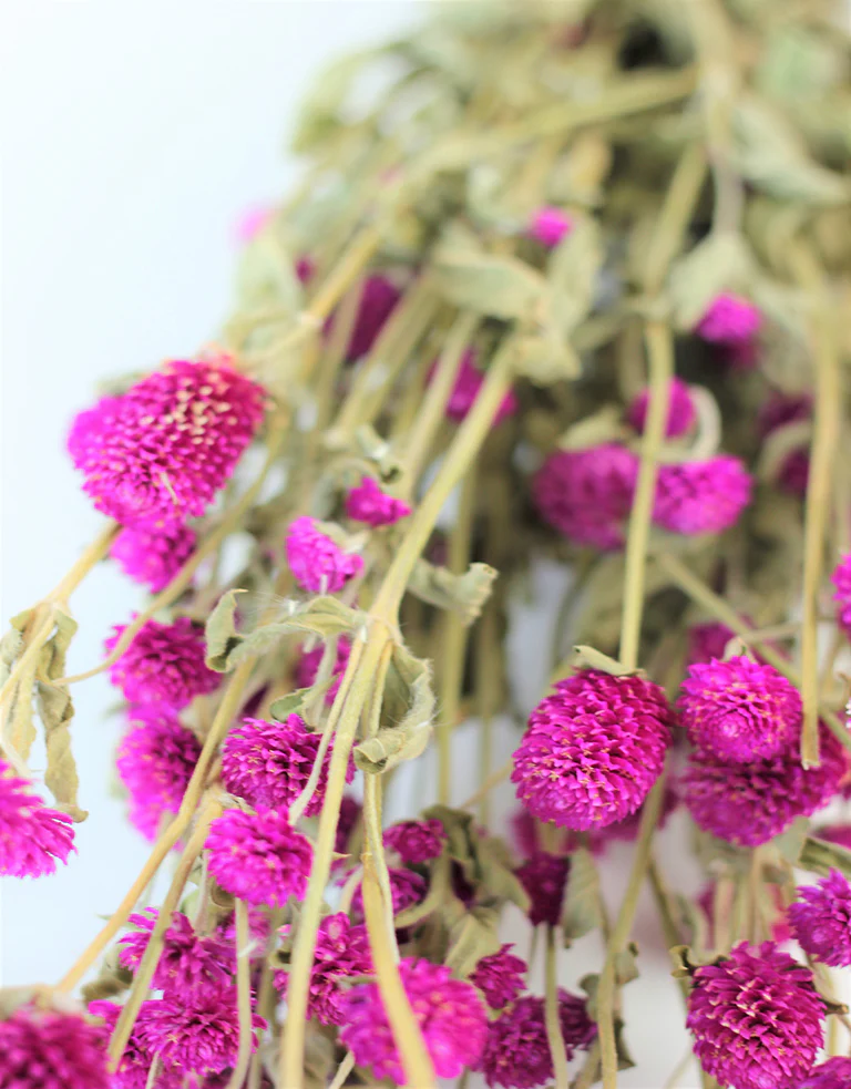 Dried Gomphrena - Cerise Pink Bunch, 60 cm - Image 2