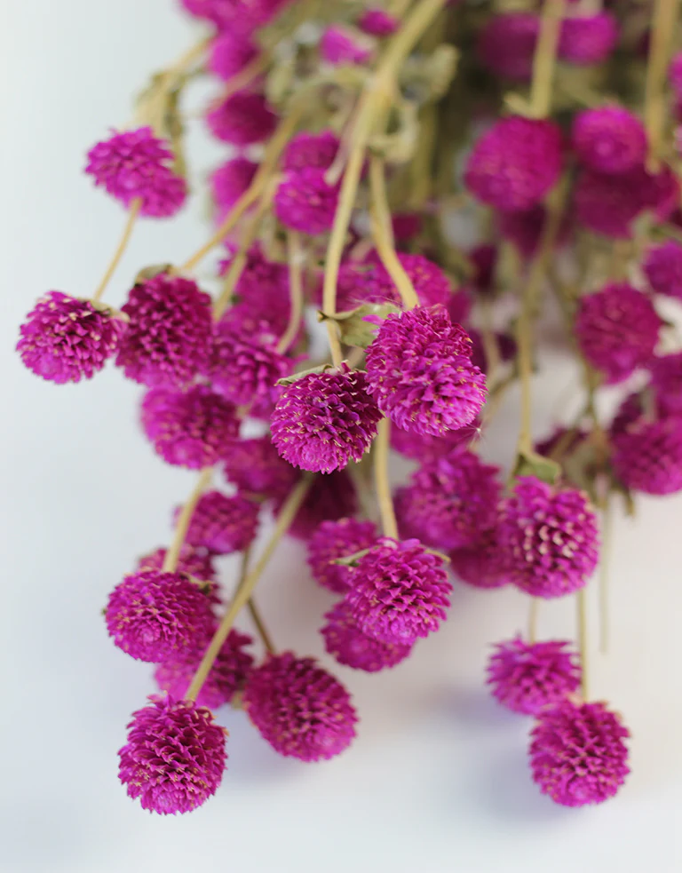 Dried Gomphrena - Cerise Pink Bunch, 60 cm - Image 3