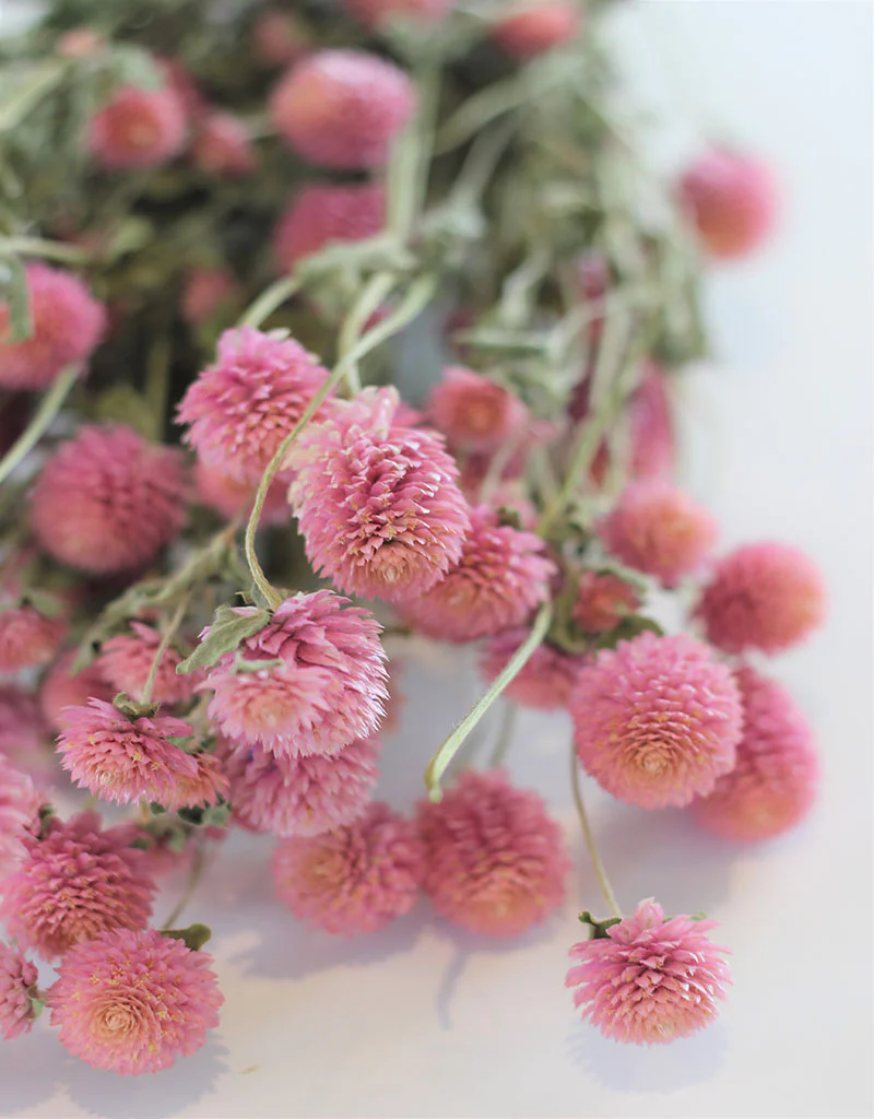 Dried Gomphrena Flowers - Pink Bunch, 55 cm - Image 2