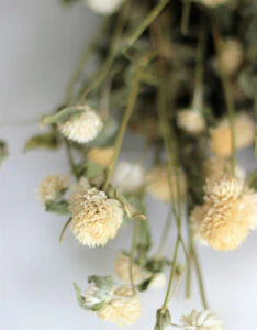 Dried Gomphrena - White Bunch, 60 cm - Image 2