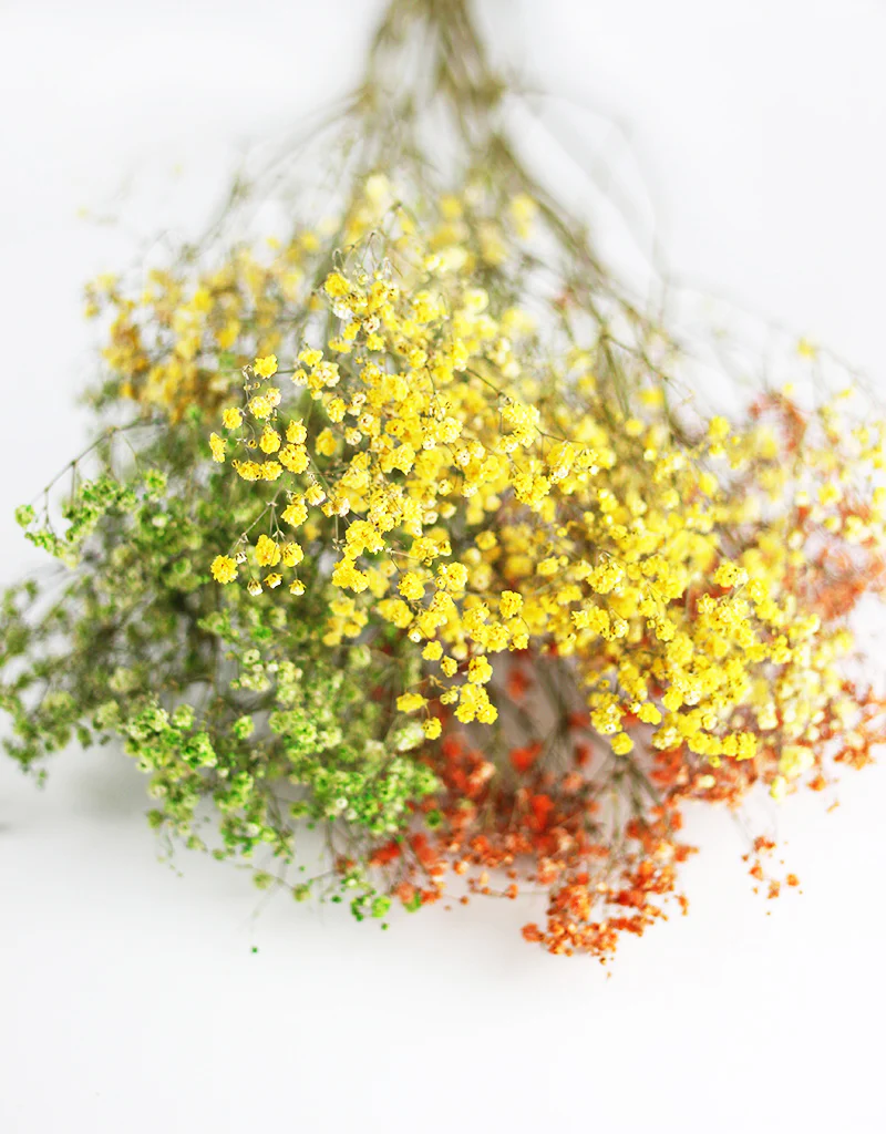 Dried Gypsophila Autumn Mix Flower Bunch - 15 stems, 70cm - Image 3