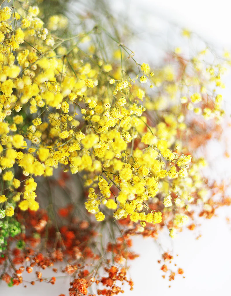 Dried Gypsophila Autumn Mix Flower Bunch - 15 stems, 70cm - Image 4