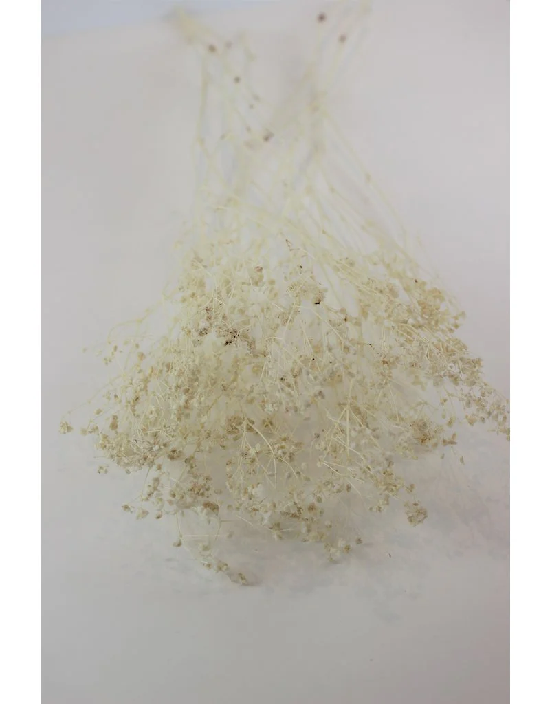 Dried Gypsophila - Bleached Bunch, 5 Stems, 80 cm - Image 2