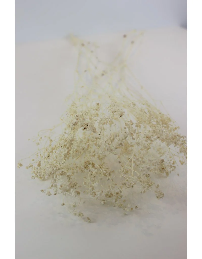 Dried Gypsophila - Bleached Bunch, 5 Stems, 80 cm - Image 3