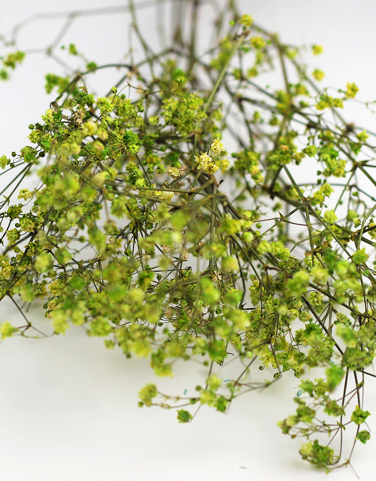 Dried Gypsophila - Green, 5 Stems, 55 cm - Image 3