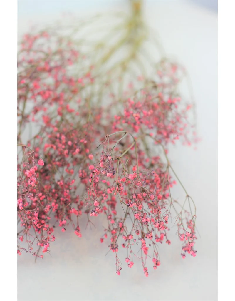 Dried Gypsophila - Light Pink Bunch, 5 Stems, 80 cm - Image 2