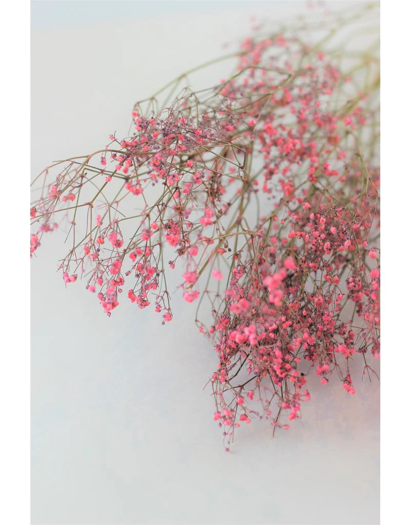 Dried Gypsophila - Light Pink Bunch, 5 Stems, 80 cm - Image 3