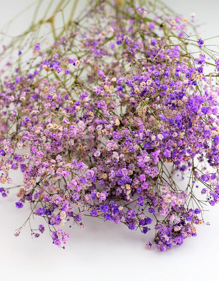 Dried Gypsophila - Lilac, 5 Stems, 70 cm - Image 2