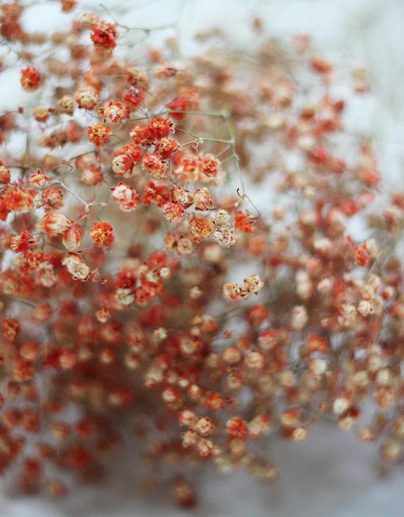 Dried Gypsophila - Orange Bunch, 5 Stems, 70 cm - Image 3