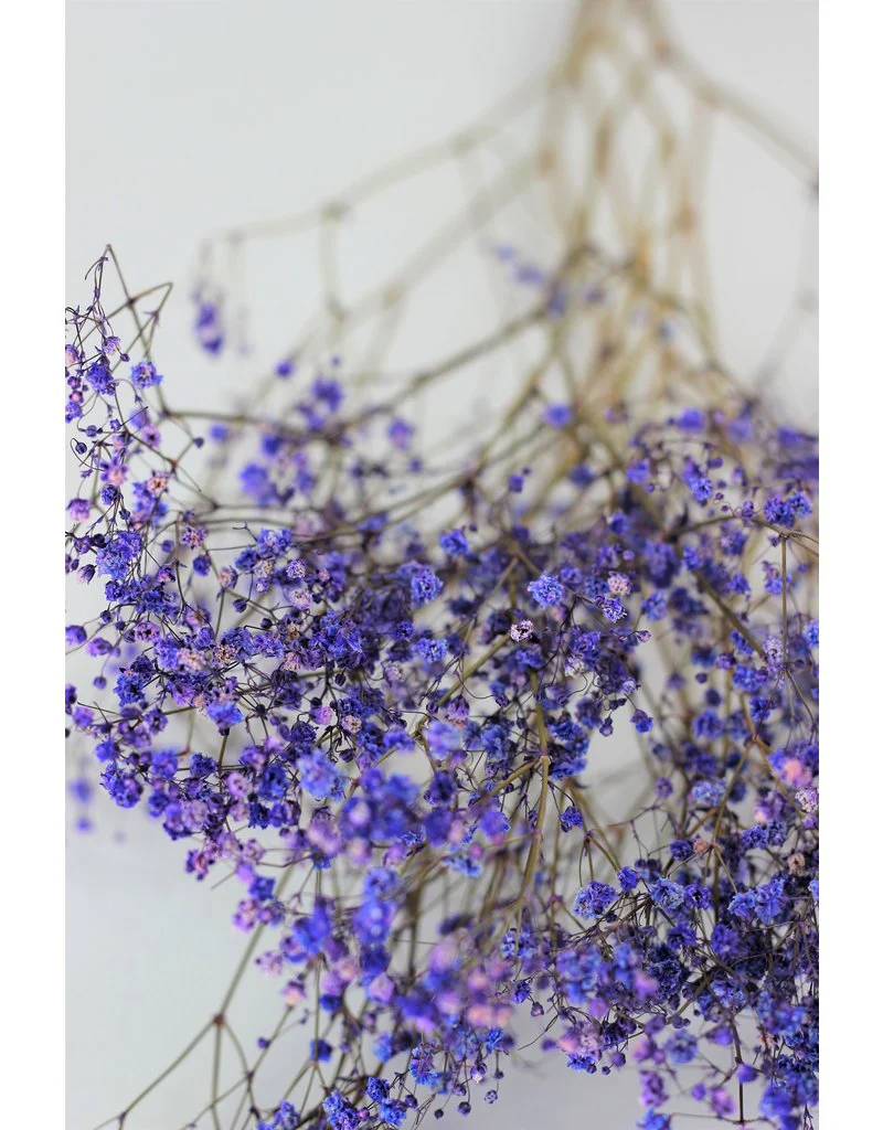 Dried Gypsophila - Purple Bunch, 5 Stems, 70 cm - Image 2