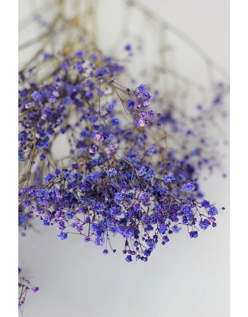 Dried Gypsophila - Purple Bunch, 5 Stems, 70 cm - Image 3