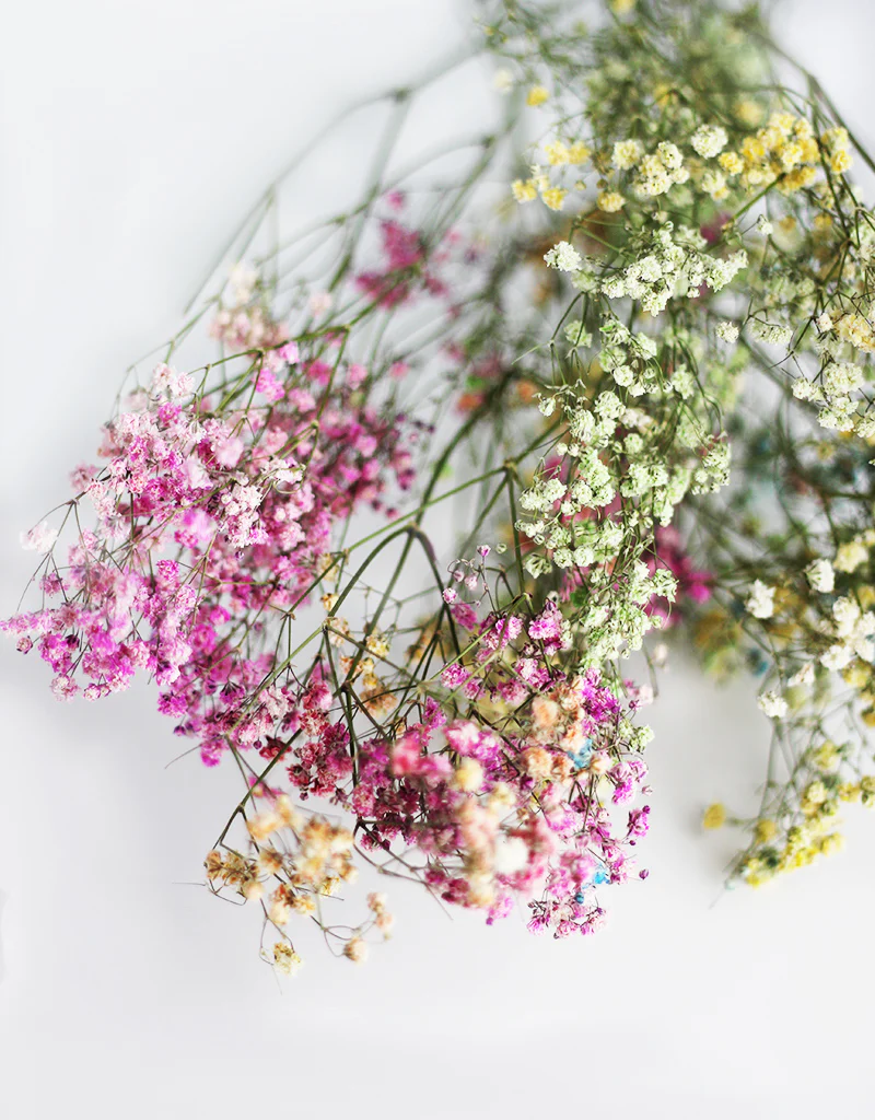 Dried Gypsophila Flowers (Baby's Breath) - Rainbow Pastel Mix Bunch, 5 Stems, 75 cm - Image 3