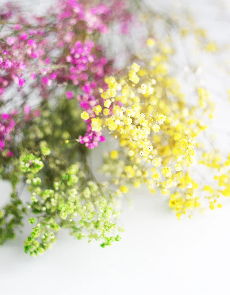 Dried Gypsophila Vibrant Mix Flower Bunch - 15 stems, 70cm - Image 4