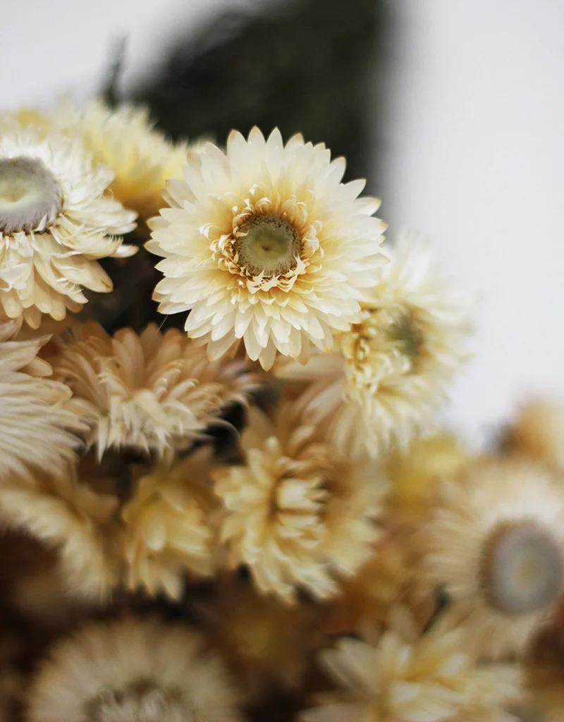 Dried Helichrysum - Cream Bunch, 10 Stems, 50 cm - Image 3