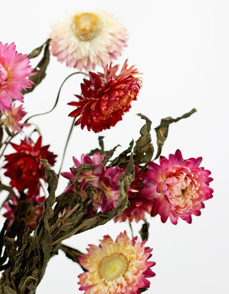 Dried Helichrysum - Mixed Bunch, 10 Stems, 60 cm - Image 3
