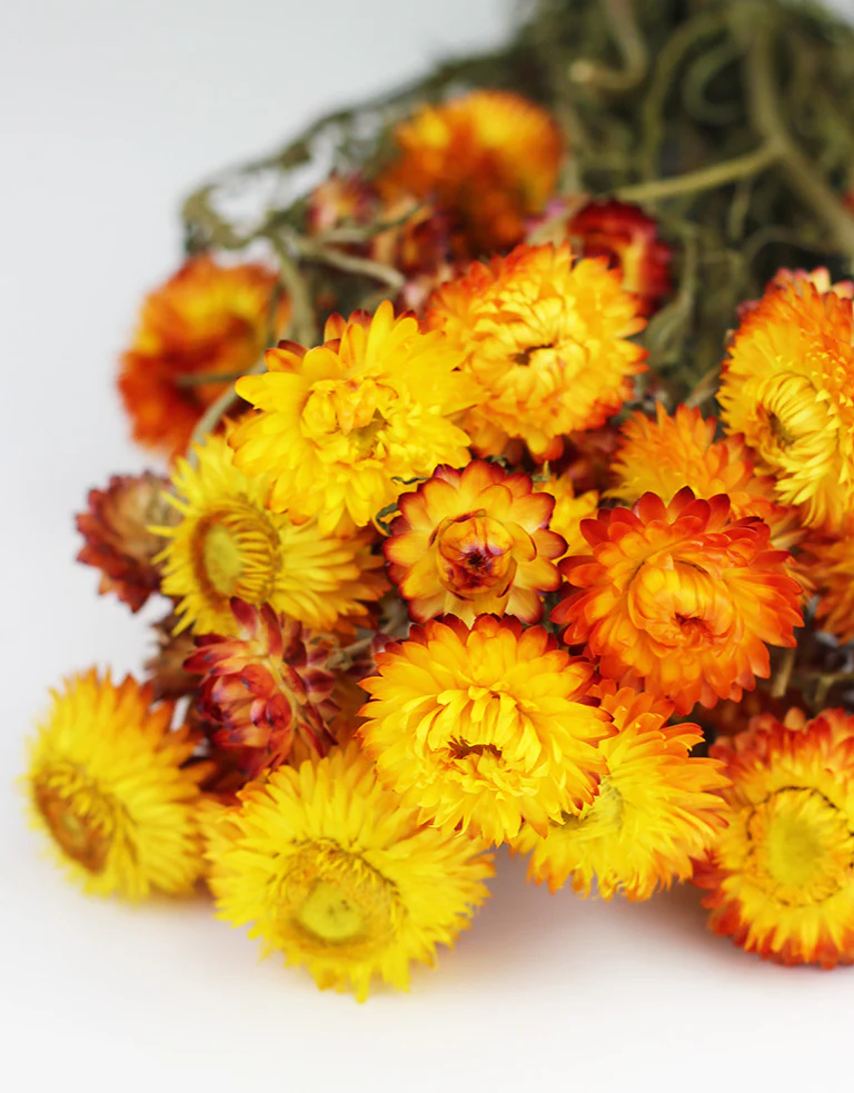Dried Helichrysum - Orange Bunch, 10 Stems, 50 cm - Image 3