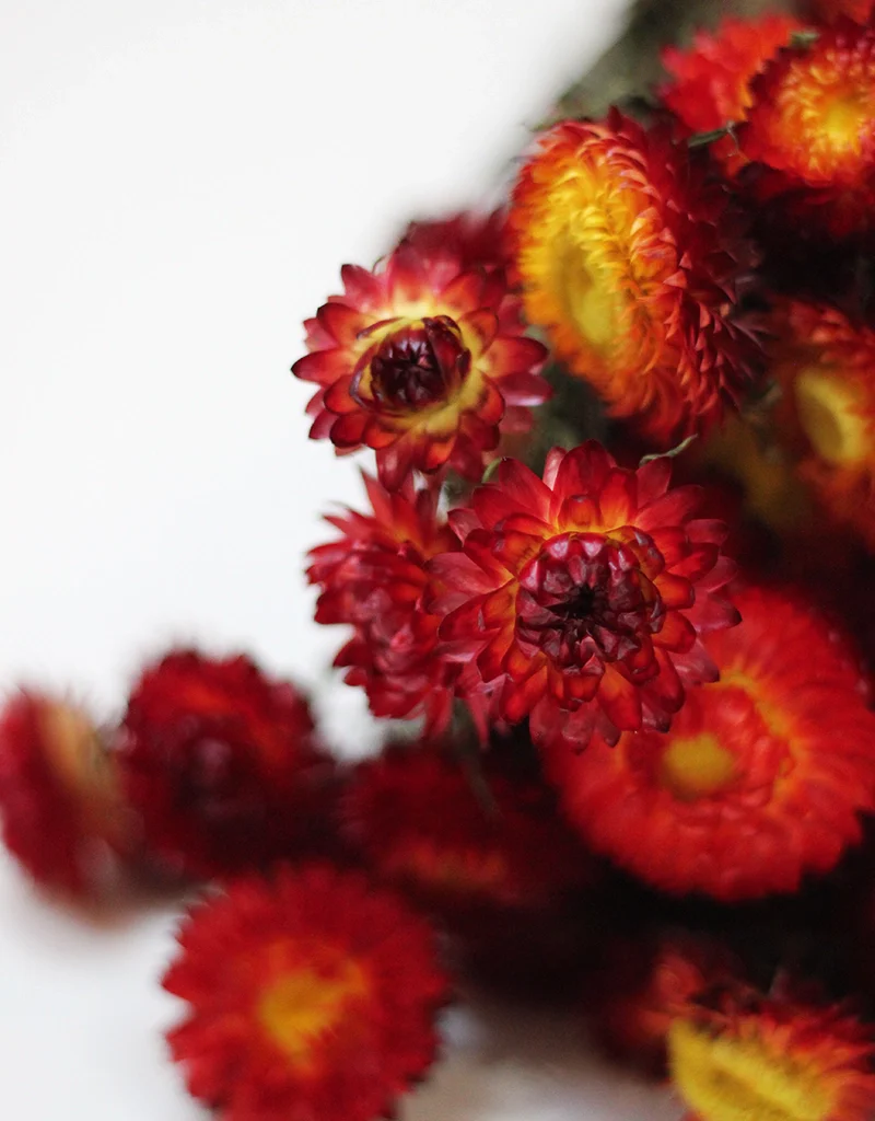 Dried Helichrysum - Red & Orange Bunch, 10 Stems, 50 cm - Image 2