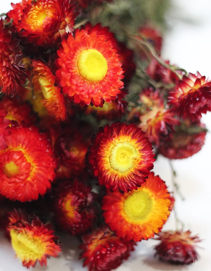 Dried Helichrysum - Red & Orange Bunch, 10 Stems, 50 cm - Image 3