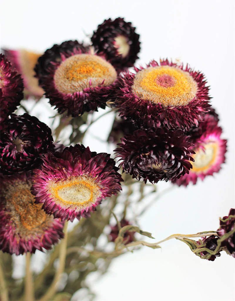 Dried Helichrysum - Violet/ Purple Bunch, 10 Stems, 60 cm - Image 2