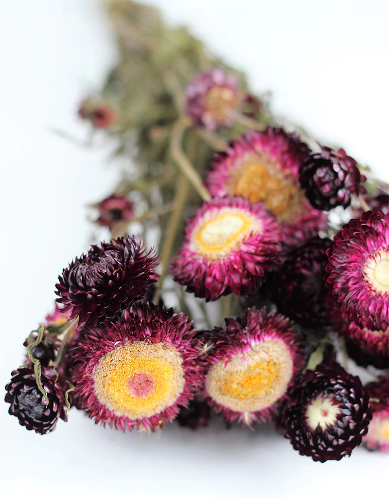 Dried Helichrysum - Violet/ Purple Bunch, 10 Stems, 60 cm - Image 3