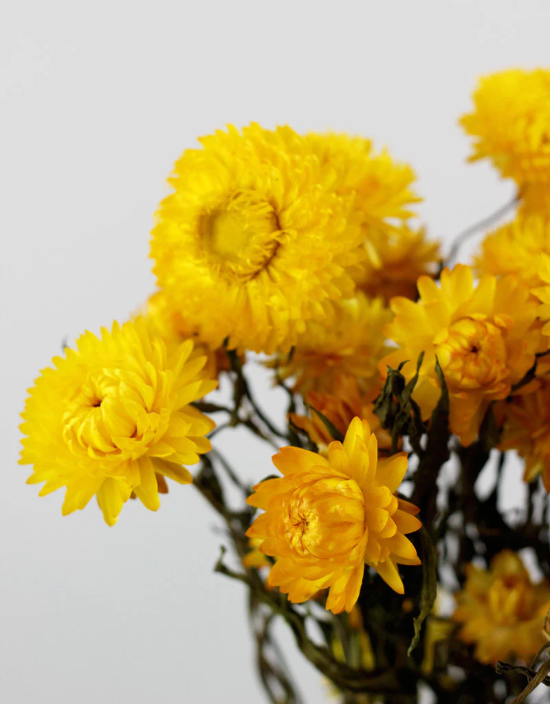 Dried Helichrysum - Yellow Bunch, 10 Stems, 60 cm - Image 2