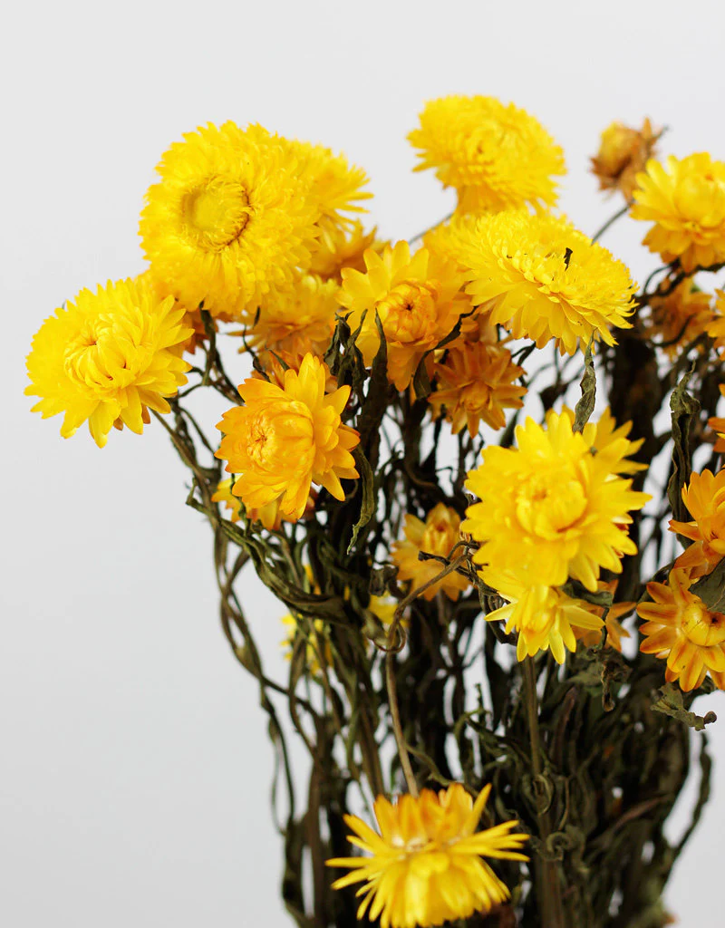 Dried Helichrysum - Yellow Bunch, 10 Stems, 60 cm - Image 3
