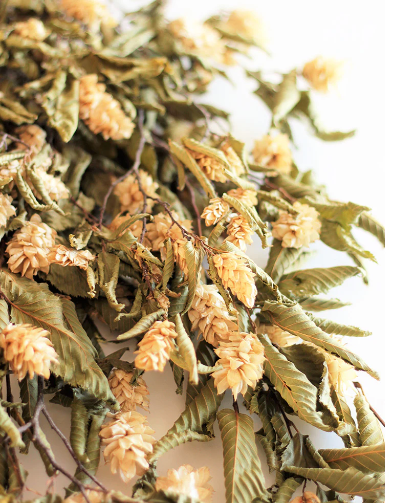 Dried Hops Natural -  Ivory/ Cream Bunch, 150 grams, 65 cm - Image 2