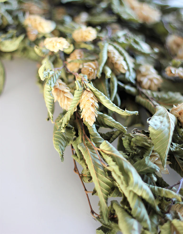 Dried Hops Natural -  Ivory/ Cream Bunch, 150 grams, 65 cm - Image 3