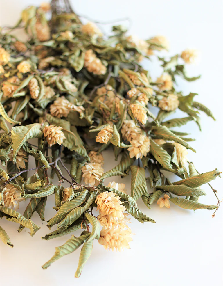 Dried Hops Natural -  Ivory/ Cream Bunch, 150 grams, 65 cm - Image 4