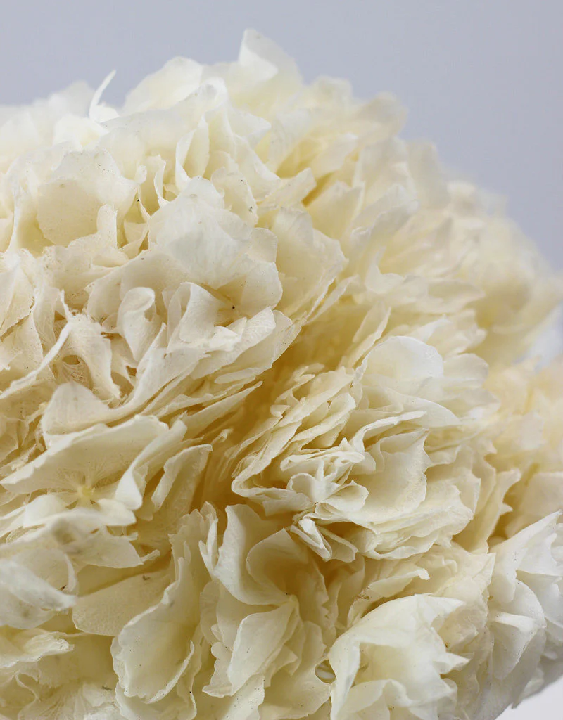Preserved Hydrangeas Flowers- Bleached Bunch, 30 cm - Image 2