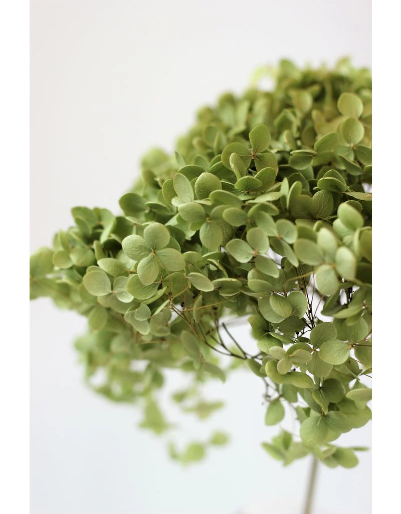 Dried Hydrangeas - Natural Green, 50 cm - Image 3