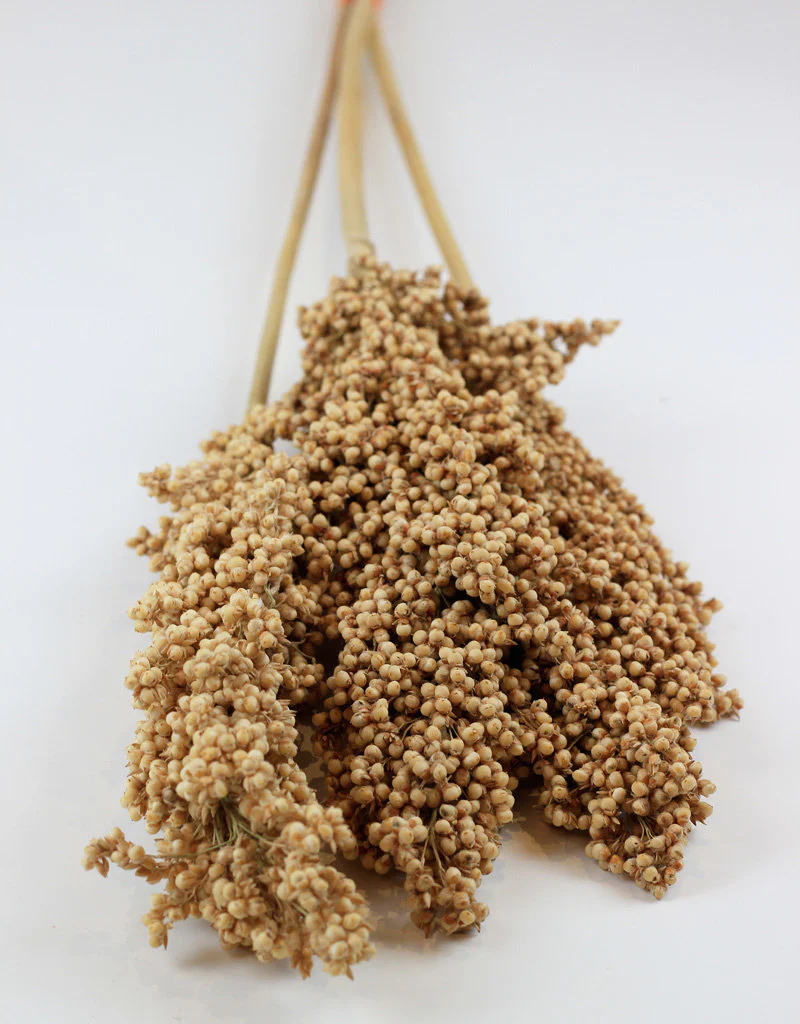 Dried Indian Corn - Natural Bunch Sleeved, 3 Stems - Image 2
