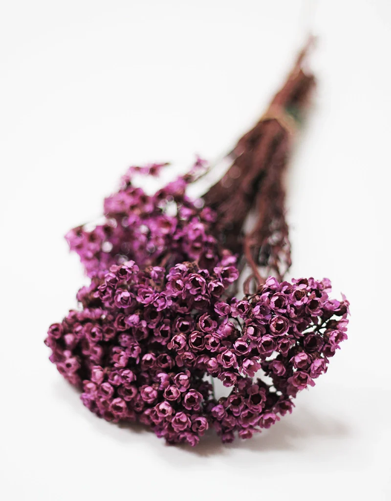 Dried Ixodia Bunch  - Mauve, 35cm - Image 2