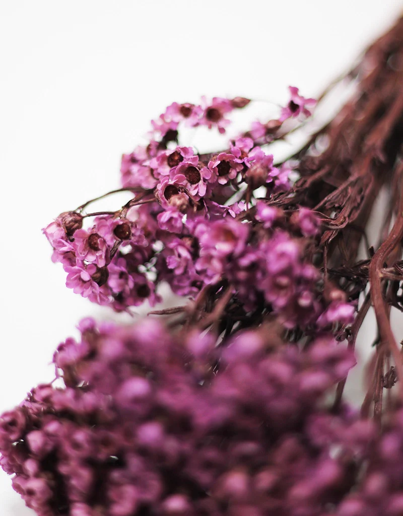 Dried Ixodia Bunch  - Mauve, 35cm - Image 3