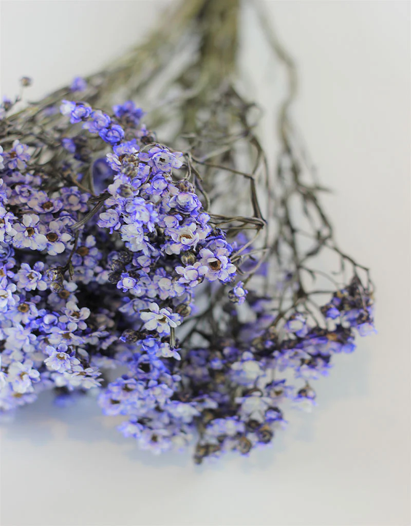 Dried Ixodia - Lilac Bunch, 50 cm - Image 3
