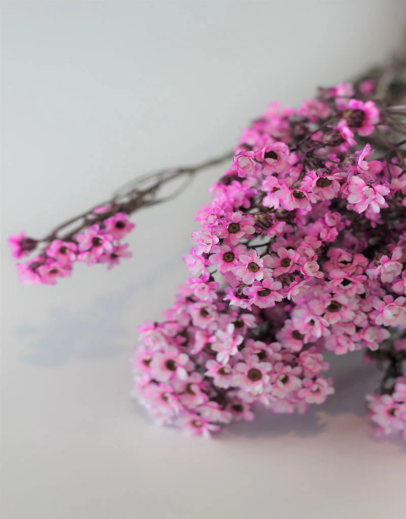 Dried Ixodia -  Pink Bunch, 50 cm - Image 2